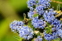 /album/macro/a0026286-ok-jpg/